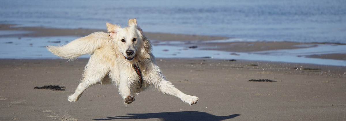 dog friendly lyme regis