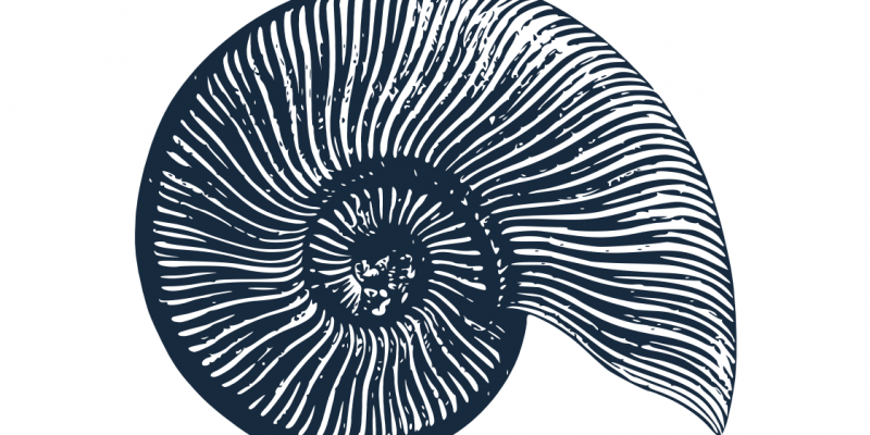 fossil hunting in lyme regis