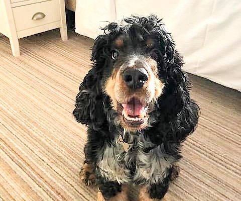 dog friendly rooms at the mariners hotel lyme regis